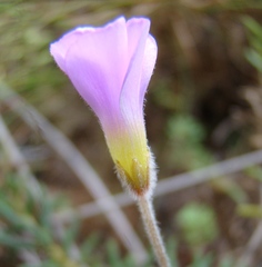 Oxalis truncatula