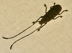 Phoenicobiella chamaeropis