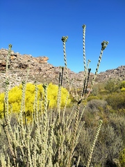 Leucadendron concavum
