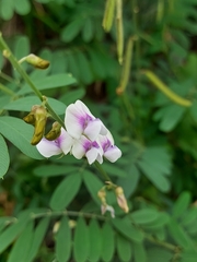 Tephrosia noctiflora