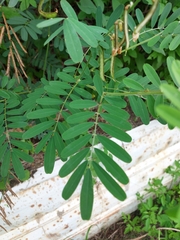 Tephrosia noctiflora