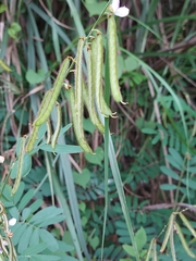 Tephrosia noctiflora
