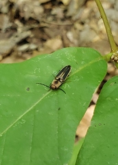 Megapenthes limbalis