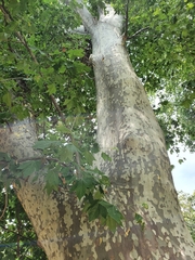 Platanus orientalis