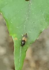 Horistonotus curiatus