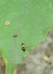 Horistonotus curiatus