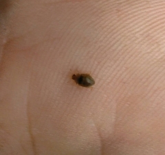 Rhyzobius litura