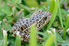 Lithobates areolatus
