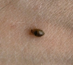 Rhyzobius litura