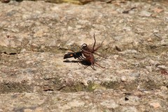 Lophopompilus samariensis