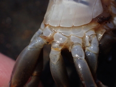 Cyclograpsus audouinii