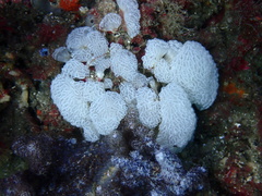 Distaplia occidentalis