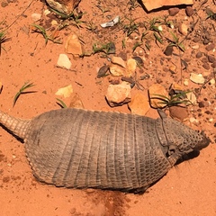 Euphractus sexcinctus