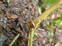 Medythia nigrobilineata