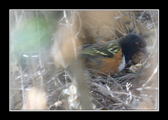 Pipilo maculatus macronyx