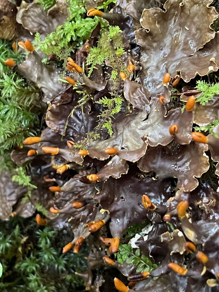 carpet pelt lichen
