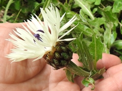 Centaurea cheiranthifolia