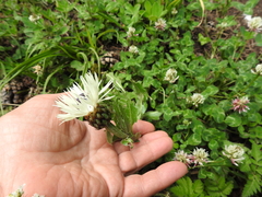 Centaurea cheiranthifolia