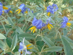 Solanum elaeagnifolium