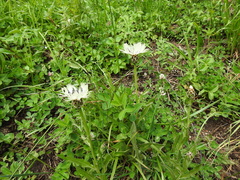 Centaurea cheiranthifolia