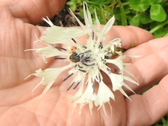Centaurea cheiranthifolia