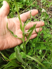 Centaurea cheiranthifolia