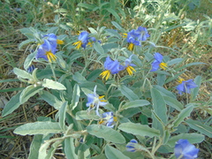 Solanum elaeagnifolium