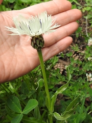 Centaurea cheiranthifolia
