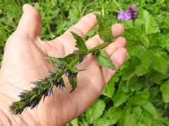 Asyneuma campanuloides