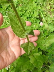 Asyneuma campanuloides