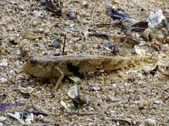 Periophthalmus modestus