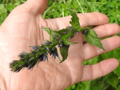 Asyneuma campanuloides