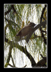 Dryobates stricklandi