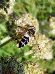 Leucozona laternaria