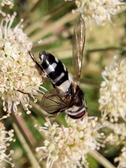 Leucozona laternaria