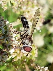 Leucozona laternaria