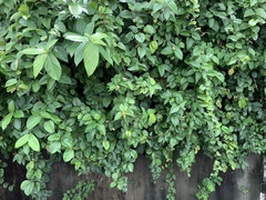 Byttneria grandifolia