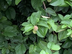 Byttneria grandifolia