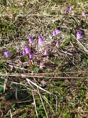 Soldanella