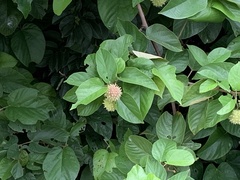 Byttneria grandifolia
