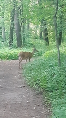 Odocoileus virginianus