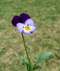 Viola tricolor tricolor