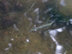 Zenarchopterus buffonis