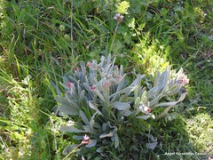 Cynoglossum cheirifolium