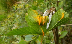 Triphragmium ulmariae