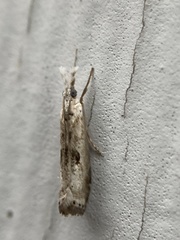 Microcrambus minor