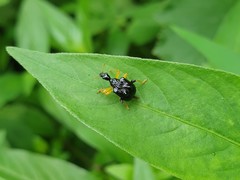 Phymatapoderus flavimanus