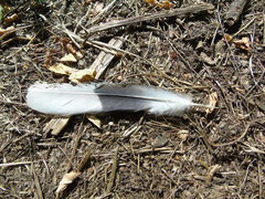 Streptopelia decaocto