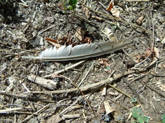 Streptopelia decaocto