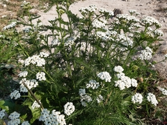 Achillea millefolium